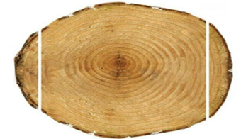 картинка Вертикальный ленточнопильный станок для распиловки бревен, модель A300  от магазина Метасила